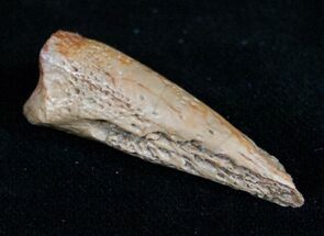 Cretaceous Crocodile (Leidyosuchus) Claw #10409