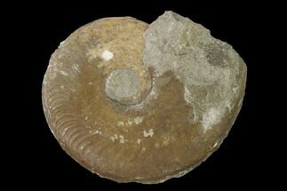 Aalenian Ammonite (Ludwigia) Fossil - France #152745