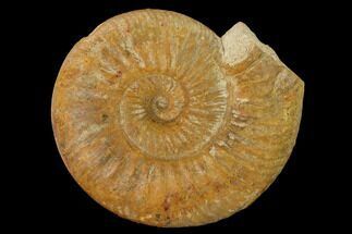 Aalenian Ammonite (Erycites) Fossil - France #152750