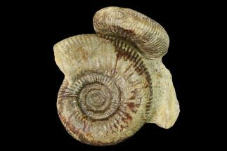 Two Bathonian Ammonite (Zigzagiceras) Fossils - France #152765