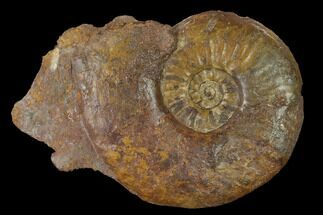 Toarcian Ammonite (Pleydellia) Fossil - France #152697