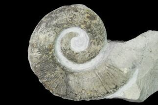 Cretaceous Ammonite (Crioceratites) Fossil - France #153146