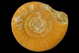 Callovian Ammonite (Choffatia) Fossil - France #153162