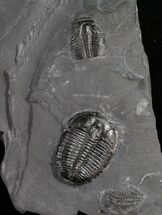 Elrathia Trilobite With Molts - Utah #10455