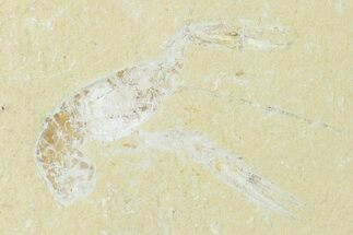 Cretaceous Lobster (Pseudostacus) Fossil - Lebanon #147127