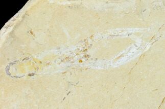 3.5" Cretaceous Lobster (Pseudostacus) Fossil - Lebanon - Fossil #147128