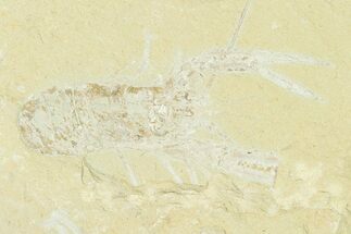 Cretaceous Lobster (Pseudostacus) Fossil - Lebanon #147083