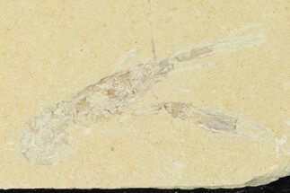 Cretaceous Lobster (Pseudostacus) Fossil - Lebanon #147085