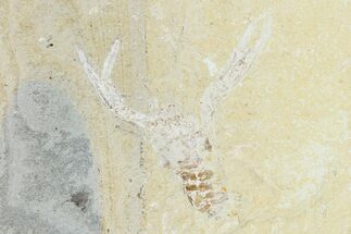 3.35" Cretaceous Lobster (Pseudostacus) Fossil - Lebanon - Fossil #147089
