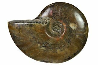 Red Flash Ammonite Fossil - Madagascar #151675