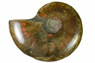 Red Flash Ammonite Fossil - Madagascar #151662