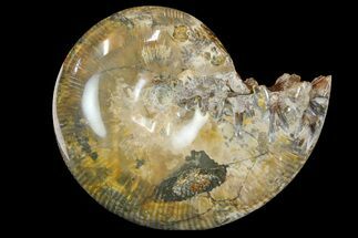 Polished, Agatized Ammonite (Phylloceras?) - Madagascar #149255