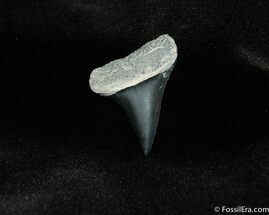 Mako Shark Tooth Fossil #212