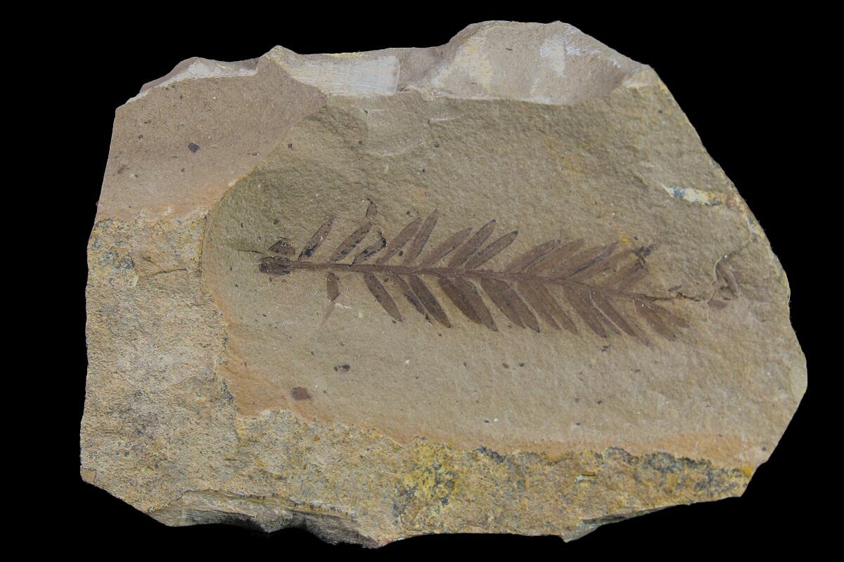 genus metasequoia fossil