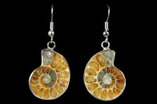Fossil Ammonite Earrings - Million Years Old #152020