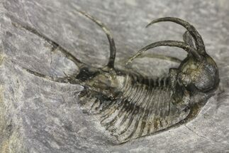 1.6" Spiny Ceratarges Trilobite - Zireg, Morocco - Fossil #154299