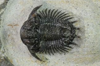 .75" Acanthopyge (Lobopyge) Trilobite - Issoumour, Morocco - Fossil #154340