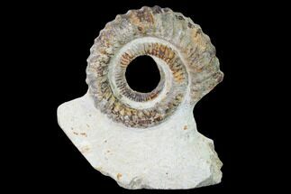 Early Devonian Ammonoid (Anetoceras) - Tazarine, Morocco #154319