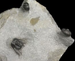 Leonaspis, Morocops & Gerastos Trilobite Association - Issoumour - Fossil #154809