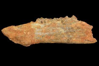 Oligocene Fossil Artiodactyla (Diplobune) Jaw Section - France #154984