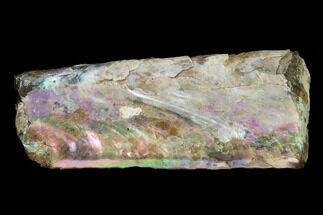 Very Iridescent Fossil Baculites Section - South Dakota #155435