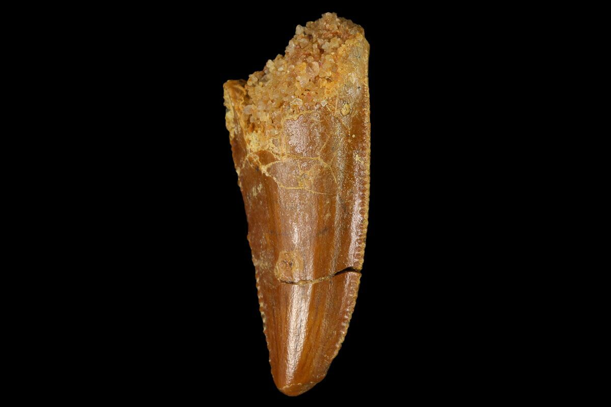 serrated dinosaur teeth