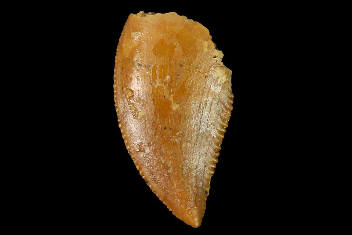 Serrated, .41" Raptor Tooth Real Dinosaur Tooth (154802) For Sale