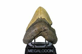 6.13" Fossil Megalodon Tooth - 50+ Foot Prehistoric Shark - Fossil #147789