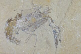 Large, Cretaceous Fossil Shrimp - Lebanon #154571
