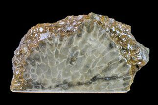 Free-Standing, Polished Petoskey Stone (Fossil Coral) - Michigan #156027