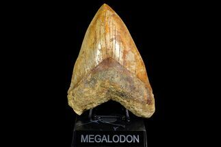 Serrated Fossil Megalodon Tooth - Massive Indonesian Meg #154641
