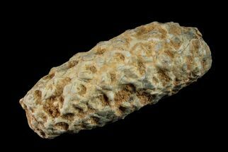 1.6" Agatized Seed Cone (Or Aggregate Fruit) - Morocco - Fossil #155021