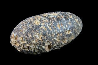 1.6" Agatized Seed Cone (Or Aggregate Fruit) - Morocco - Fossil #155027