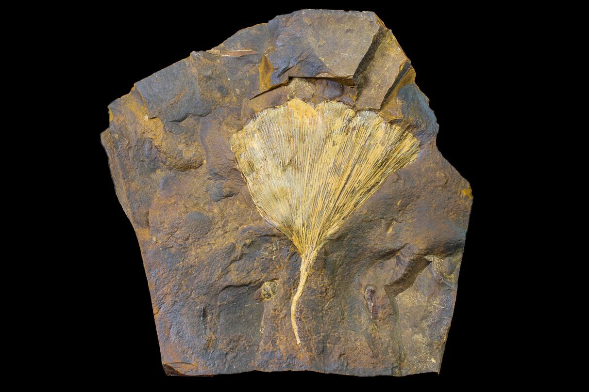 2.9" Fossil Ginkgo Leaf From North Dakota Paleocene (156221) For