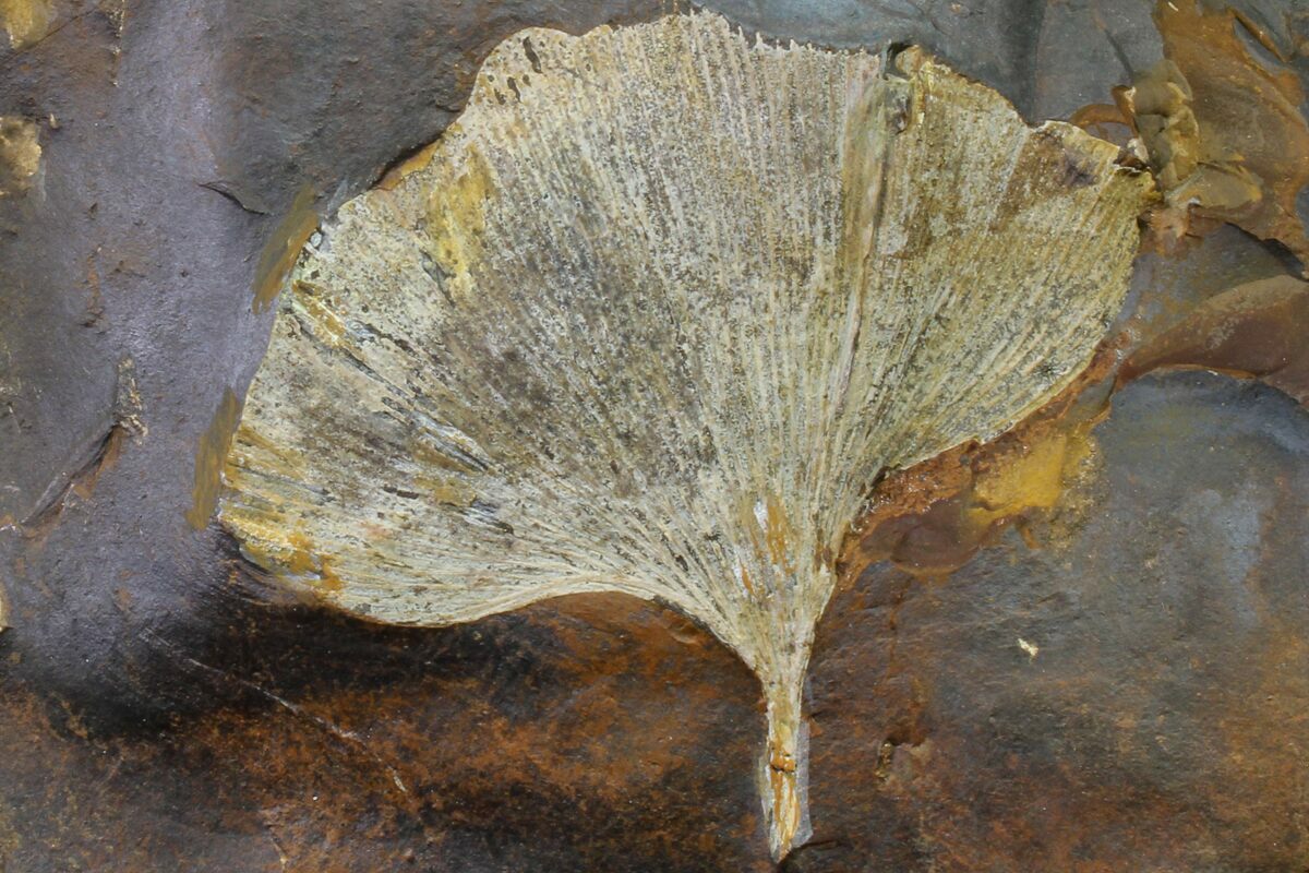 2.1" Fossil Ginkgo Leaf From North Dakota Paleocene (156252) For
