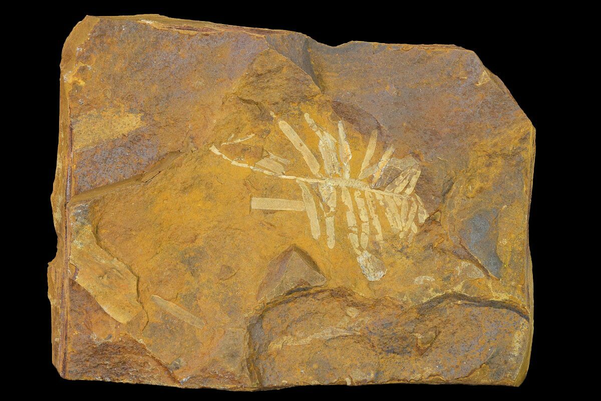 1.7" Paleocene Fossil Plant (Parataxodium) North Dakota For Sale (156271)