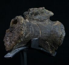 Diplodocus Caudal Vertebra With Stand #10265