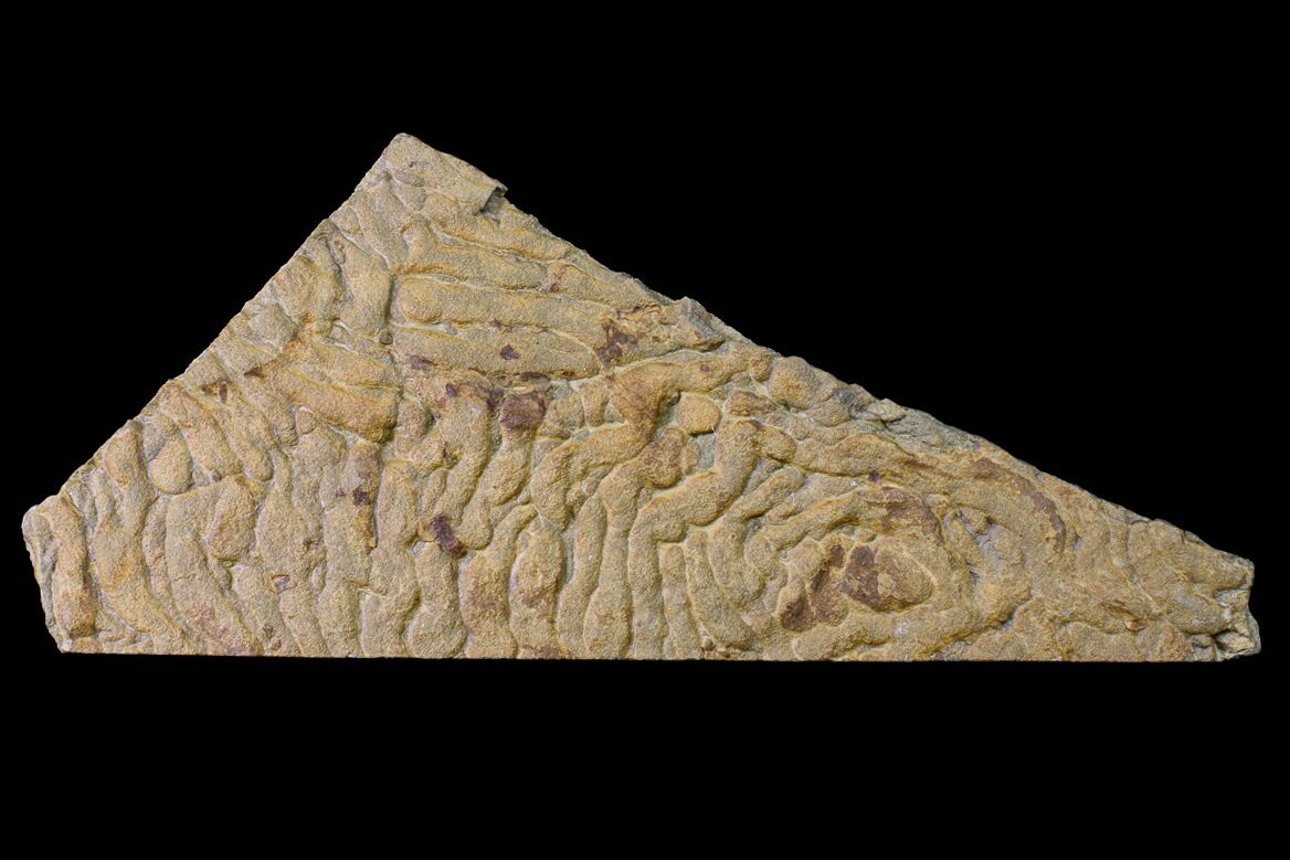 8.7" Pennsylvanian, Fossil Microbial Mat Oklahoma (155979) For Sale