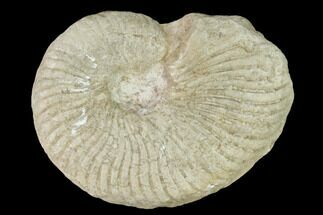 Cretaceous Ammonite (Oxytropidoceras) Fossil - Oklahoma #156450