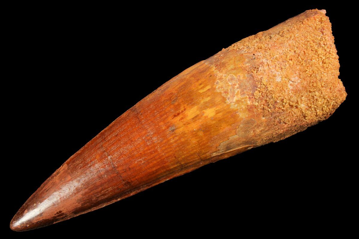 real spinosaurus tooth for sale