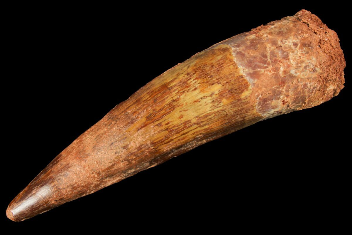 real spinosaurus tooth for sale