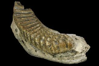 Fossil Stegodon Mandible with Molar - Indonesia #156723