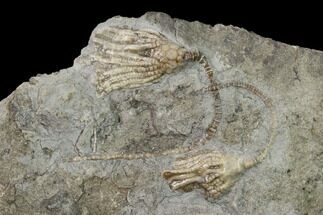 Two Fossil Crinoids (Eretmocrinus) - Gilmore City, Iowa #157219