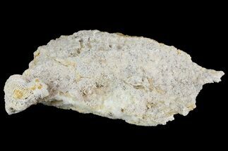 5.2" Fossil Coral Colonies (Thamnasteria & Thecosmilia) - Germany - Fossil #157330