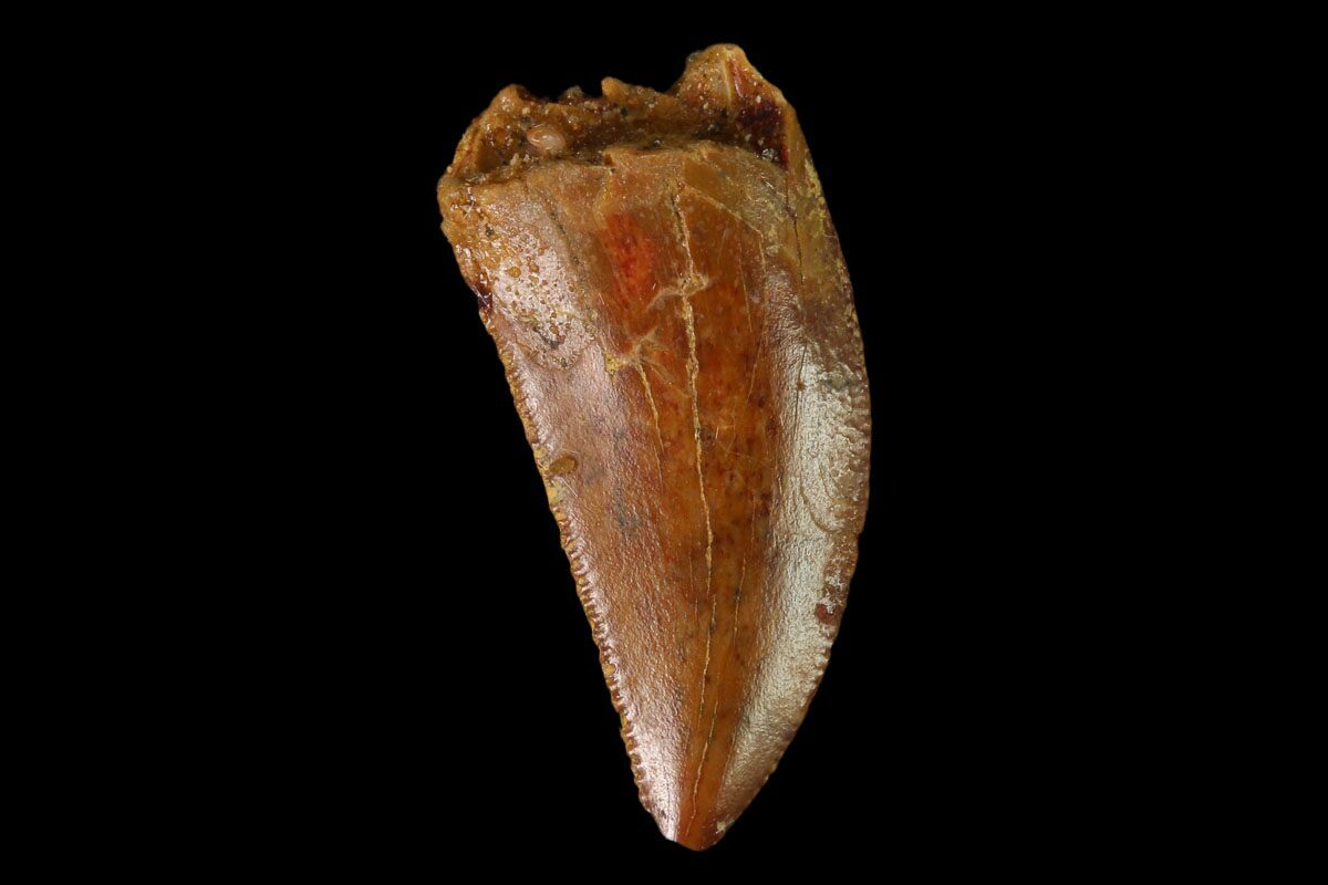 real raptor tooth for sale