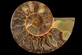 Madagascar Cut And Polished Ammonites For Sale - FossilEra.com