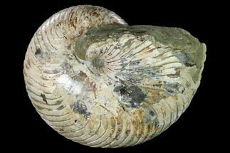 6.55" Polished Fossil Nautilus (Cymatoceras) - Madagascar - Fossil #157821