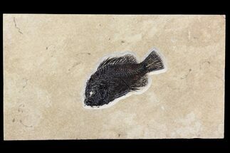 Fossil Fish (Cockerellites) With Seven Diplomystus Hatchlings #158601