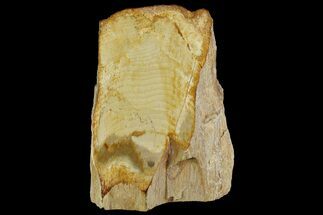 6.2" Polished Petrified Wood Stand-up - Sweethome, Oregon - Fossil #158926