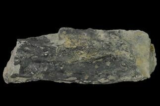 5.5" Fossil Lycopod Tree Root (Stigmaria) - Kentucky - Fossil #158798